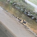 영수축산 이미지