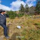 지리산큰나무 경향신문