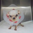 아랑동물병원 이미지