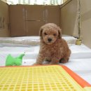 코코목욕 이미지