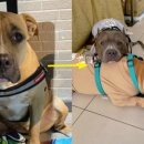 보듬어 줄개 이미지