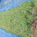 형제농원 이미지