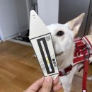 대디동물병원 | 반려동물 강아지 고양이 소변 자가 검사 키트 Cym702 Pet 집에서 간편하게 건강검진