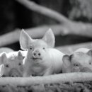 영화축산 이미지