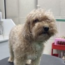 쁘니애견 이미지