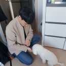 세이브독 이미지