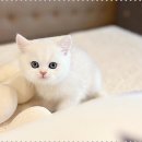 인천강아지분양 고양이분양 24시 데려가개 청라점 이미지