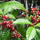 산토스커피(SANTOS COFFEE)