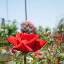 향기가득길 이미지