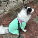 반하다펫 | [내돈내산] 진드기 비켜! 시즌펫 쿨가드 올인원 민트색 구매 & 우중 산책 리얼 후기