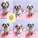 웃개살롱 이미지