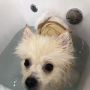 라니네 애견샵 이미지