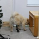 참편한 보조기 이미지