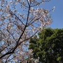 하룻강아지 이미지