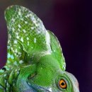 초록도마뱀 이미지