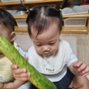오이를 탐색하고 내 사진위에 물감찍기 놀이했어요~! 이미지