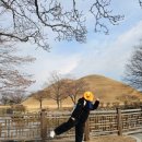 (재)경상북도문화재연구원 박물관 | [경주] 1박2일 뚜벅이로 여행하기 / 한옥숙소 위연재, 대릉원본가, 대릉원, 천마총, 신라당, 큰기와...