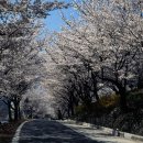 국도24호선가로수 이미지