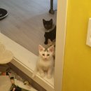 내포조은동물병원 이미지