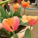 양평가든 | 양평 봄파머스가든 솔직후기 벚꽃현황 양평 꽃구경 양평벚꽃실시간 양평개화현황