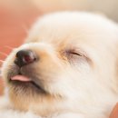 초이스외과동물병원 이미지