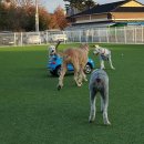 하이멍뭉 이미지