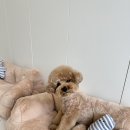 러블리댕 이미지