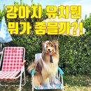 음송초롱유치원 | 일산 대형견유치원, 초롱스쿨 n년차 다니는 후기
