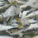 일품 복어 이미지