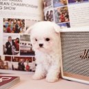 탑클래스 펫 이미지