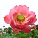 까르마(나) 이미지