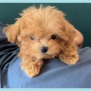 강아지삼촌 이미지