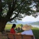 나무그늘 이미지