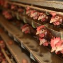 선임농장 이미지