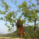 김동석농장 이미지