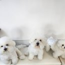 리츠펫 강남세곡점 이미지