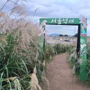 (주)맑은교통 | [공지] 서울 하늘공원 억새축제 2025 실시간 개화상황 맹꽁이열차타고 미리 다녀온 후기