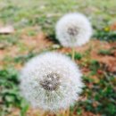 대곡신당 이미지