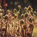 고사리곡 이미지