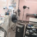 댕냥이살롱 이미지