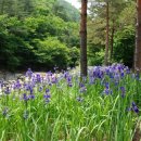 솔향수목원(솔숲광장) 이미지