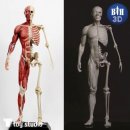 조형과 운동 이미지