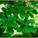 광(光)농장 | 표고버섯