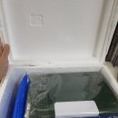오간식의 강아지케이크, 크리스마스 파티 준비~!(크리스마스케이크 맛집)