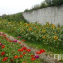 백일홍명품길 이미지