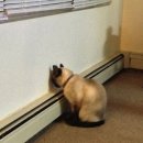 메트로동물병원 이미지