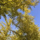 달둔소낭펜션 이미지