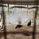 고요 | 아이랑 가평 가볼만한 곳 추천 가평 아침 고요 동물원 후기