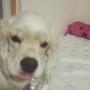 강아지홀릭 이미지