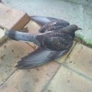 이유없는 비둘기들의 죽음 이미지